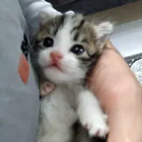 گربه بسیاربازی گوش وخوشکل نژادموگوتا|گربه|مشهد, کوی سیدی|دیوار