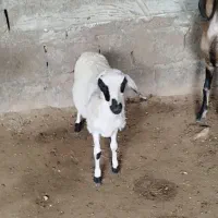 کهره|حیوانات مزرعه|قشم, |دیوار