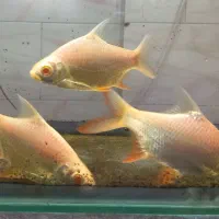 بارب حلب طلایی دم قرمز|ماهی|هشتگرد, شهرک راه آهن|دیوار