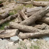 خرید انواع چوب بریدن درخت  یزد وروستاهای اطراف