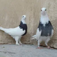 کبوتر یاهو رنگی و پلاکی