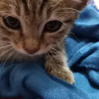 گربه سالم وتمیز وآروم