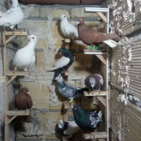 پرنده کفتر سرخ دم سفید سینه سیاه کفتر بوم سرخ