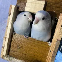 جفت برزیلی اوپال وایت فیس