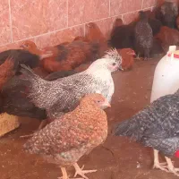 جوجه مرغ محلی سه ماه بچه خروس و دیگون