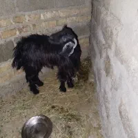 بز محلی درجه یک