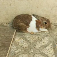 خرگوش نر|موش و خرگوش|بندرعباس, |دیوار