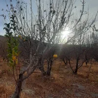 کارگر افغانی لازم دارم