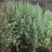 جارو مکه ای  فروشی دانه ای ۵۰
