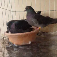 کفتر پرشی|پرنده|رباط‌کریم, نوده|دیوار