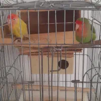 ۲ عدد طوطی برزیلی|پرنده|پاکدشت, حصار امیر|دیوار