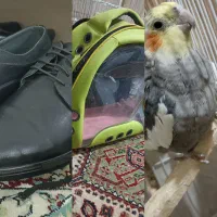 کیف حمل حیوانات و کفش . عروس هلندی سیامون نر