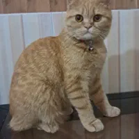 گربه
