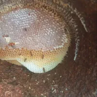 فروش زنبور عسل بومی