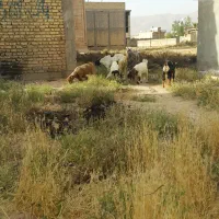 ۶ تا کهره کیلو ۶۰۰