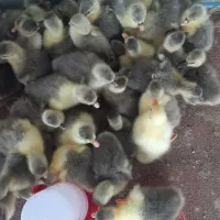 جوجه غاز|حیوانات مزرعه|چمستان, |دیوار