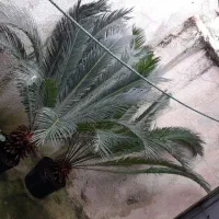 دو عد سیکاس بزرگ وچند عدد گلدان دیگر|گل و گیاه طبیعی|رشت, بیجارپس|دیوار