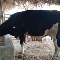 فروش گاو شیری آبستن