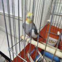 یک عدد عروس هلندی سرحال و سالم چند کلمه حرف میزنه