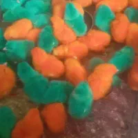 جوجه رنگی سرحال