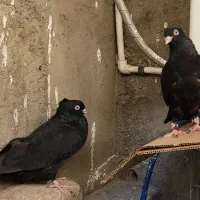 کبوتر زاغ ابادانی و پاکستانی|پرنده|تهران, شهرک ولیعصر شمالی|دیوار