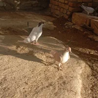 کبوتر خال سر کاکل و ساده زرد