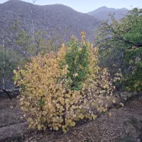 خانه باغ|فروش خانه و ویلا|درب بهشت, |دیوار