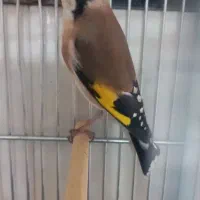 سهره نر دهن دار