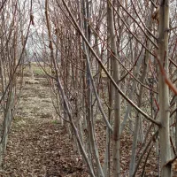 ۲۵۰۰ نهال گردو سه ساله بذری نژاد چندلر