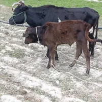 گاوه وکوساله.