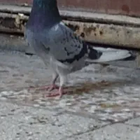 کبوتر|پرنده|خرم‌آباد, |دیوار