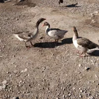 غاز تخم گذار