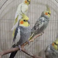 عروس هلندی