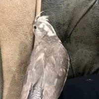 عروس هلندی خاکستری ماده لطفا توضیحات رو بخونید