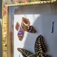 تابلو پروانه طبیعی|تابلو، نقاشی، عکس|تهران, صادقیه|دیوار