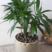 گل آپارتمانی