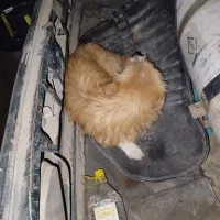 سگ پشمالو|سگ|زرند, |دیوار