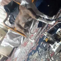 چشم زرد مژه بلند لاعر