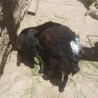 یه میش و بره یه شکم
