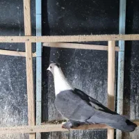 دو تا کلاغ کربلایی سیاه|پرنده|مشهد, ویلاشهر|دیوار