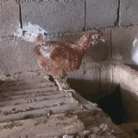 فروش مرغهای محلی و زینتی|حیوانات مزرعه|کوهسار (البرز), |دیوار