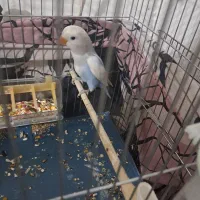 طوطی برزیلی دستی