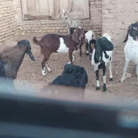 ۷عدد بز وکره ویک عدد چپیش پاکستانی|حیوانات مزرعه|اشکذر, |دیوار