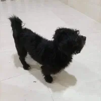 سگ پا کوتاه|سگ|لنگرود, |دیوار