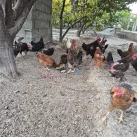 مرغ و خروس محلی