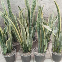 بدو که تموم شد