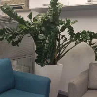 نیروی پذیرایی خانم