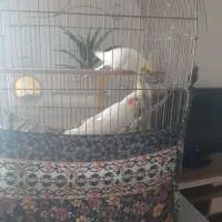 یک جفت عروس هلندی لوتینو مولد کار داده بادوتاجوجه