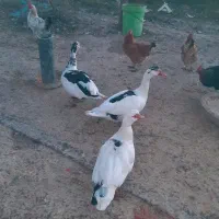 فروش اردک نرو ماده