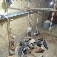 بارجدیدرسید|پرنده|اردکان, |دیوار